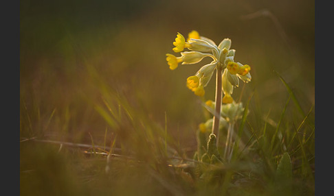 Wiesen-Schlüsselblume (Primula veris)