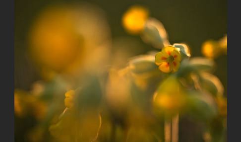 Wiesen-Schlüsselblume (Primula veris)