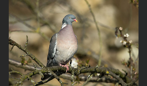 Ringeltaube (Columba palumbus)