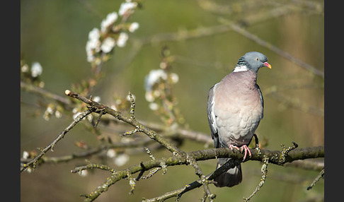 Ringeltaube (Columba palumbus)