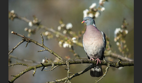 Ringeltaube (Columba palumbus)