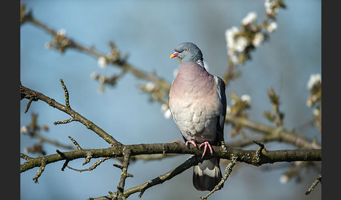 Ringeltaube (Columba palumbus)