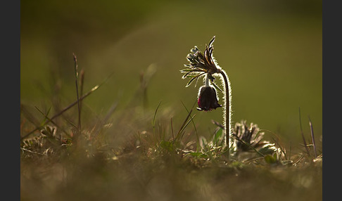 Wiesen-Kuhschelle (Pulsatilla pratensis)