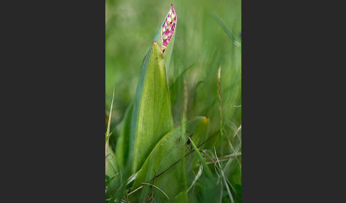 Purpur-Knabenkraut (Orchis purpurea)