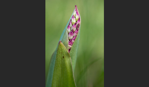 Purpur-Knabenkraut (Orchis purpurea)