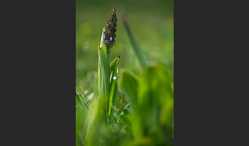 Purpur-Knabenkraut (Orchis purpurea)