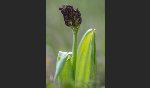 Purpur-Knabenkraut (Orchis purpurea)