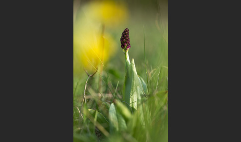 Purpur-Knabenkraut (Orchis purpurea)