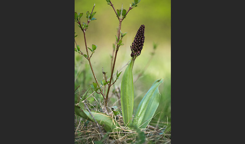 Purpur-Knabenkraut (Orchis purpurea)