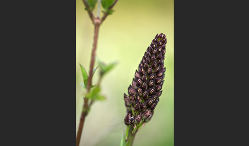 Purpur-Knabenkraut (Orchis purpurea)