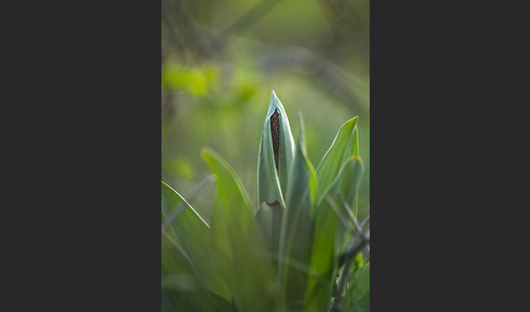 Purpur-Knabenkraut (Orchis purpurea)