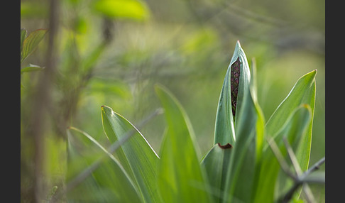 Purpur-Knabenkraut (Orchis purpurea)