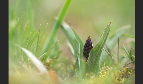 Purpur-Knabenkraut (Orchis purpurea)