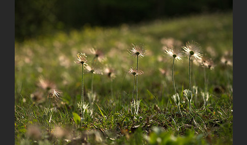 Gemeine Kuhschelle (Pulsatilla vulgaris)