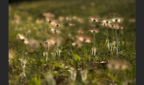 Gemeine Kuhschelle (Pulsatilla vulgaris)