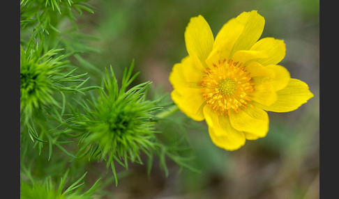 Frühlings-Adonisröschen (Adonis vernalis)