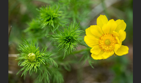 Frühlings-Adonisröschen (Adonis vernalis)