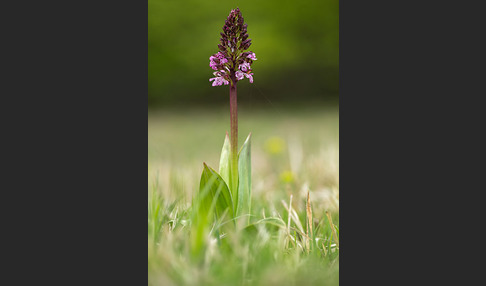 Purpur-Knabenkraut (Orchis purpurea)