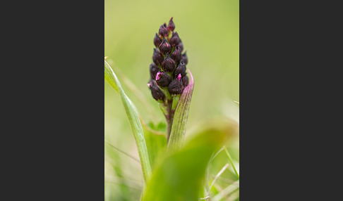 Purpur-Knabenkraut (Orchis purpurea)