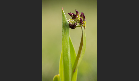 Purpur-Knabenkraut (Orchis purpurea)