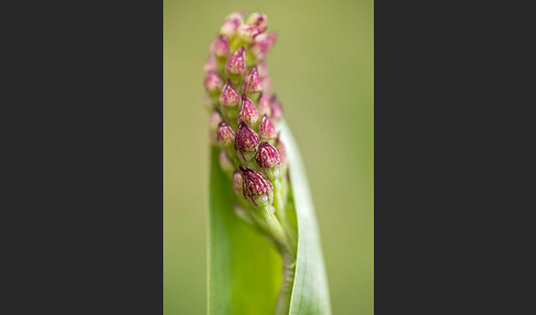 Purpur-Knabenkraut (Orchis purpurea)