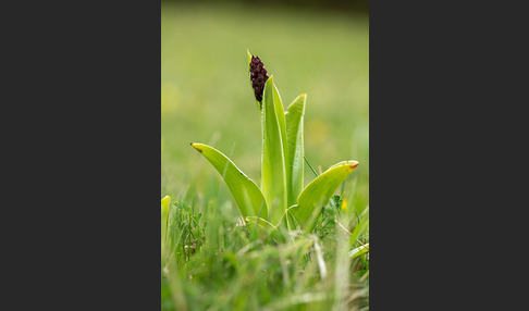 Purpur-Knabenkraut (Orchis purpurea)