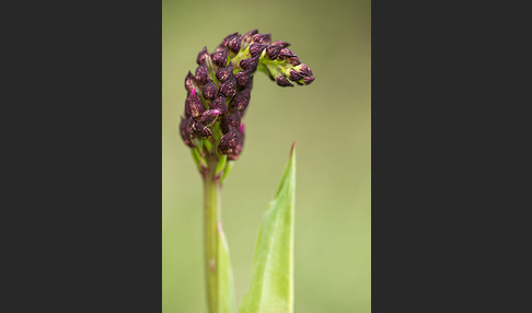 Purpur-Knabenkraut (Orchis purpurea)