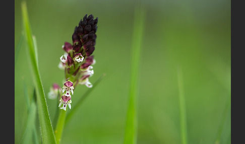 Brand-Knabenkraut (Orchis ustulata)