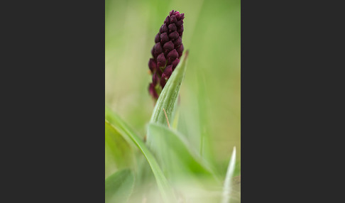 Brand-Knabenkraut (Orchis ustulata)