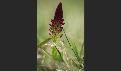 Brand-Knabenkraut (Orchis ustulata)