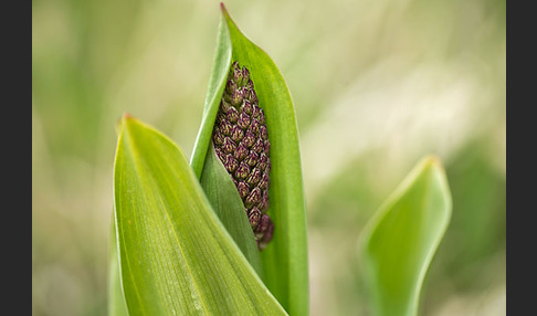 Purpur-Knabenkraut (Orchis purpurea)