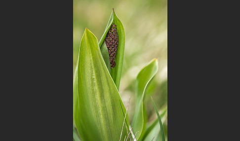 Purpur-Knabenkraut (Orchis purpurea)