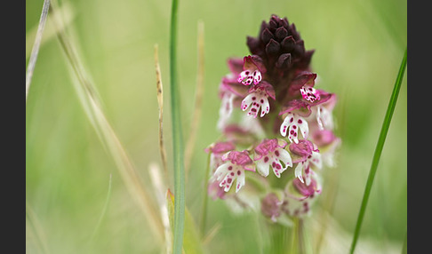 Brand-Knabenkraut (Orchis ustulata)