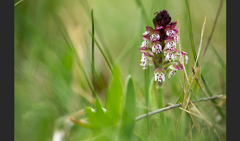 Brand-Knabenkraut (Orchis ustulata)