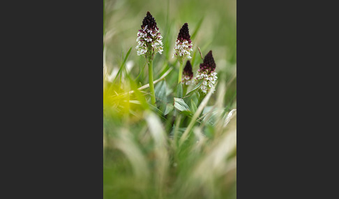 Brand-Knabenkraut (Orchis ustulata)