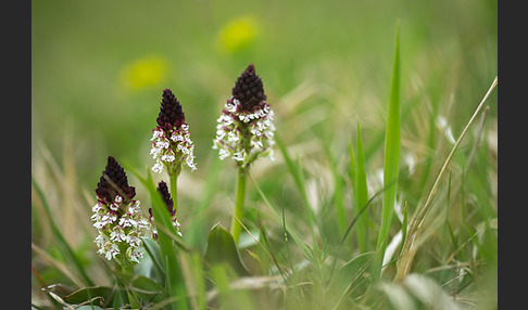 Brand-Knabenkraut (Orchis ustulata)