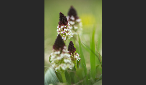 Brand-Knabenkraut (Orchis ustulata)