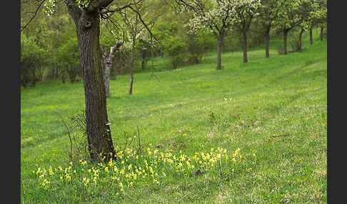 Wiesen-Schlüsselblume (Primula veris)