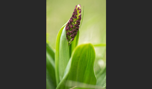 Purpur-Knabenkraut (Orchis purpurea)