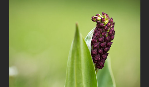 Purpur-Knabenkraut (Orchis purpurea)