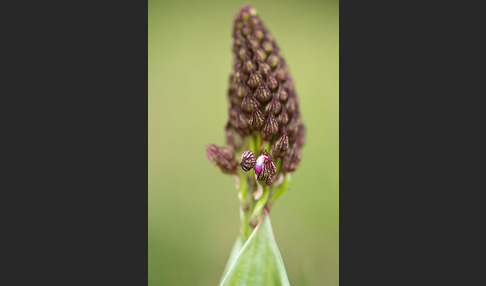 Purpur-Knabenkraut (Orchis purpurea)