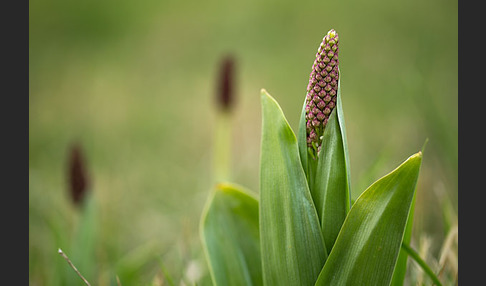 Purpur-Knabenkraut (Orchis purpurea)