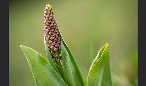 Purpur-Knabenkraut (Orchis purpurea)