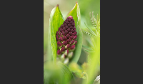 Brand-Knabenkraut (Orchis ustulata)