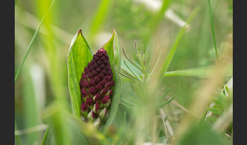 Brand-Knabenkraut (Orchis ustulata)