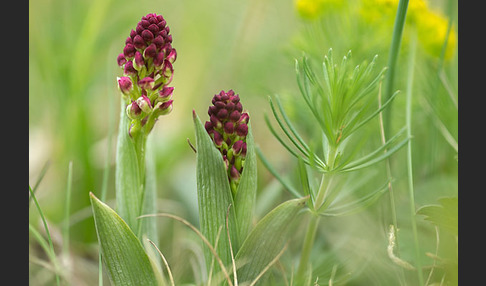 Brand-Knabenkraut (Orchis ustulata)