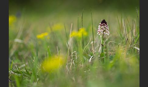 Brand-Knabenkraut (Orchis ustulata)