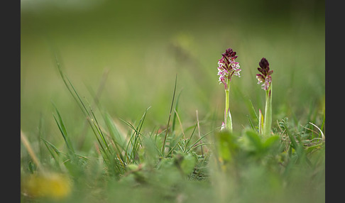 Brand-Knabenkraut (Orchis ustulata)