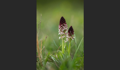 Brand-Knabenkraut (Orchis ustulata)