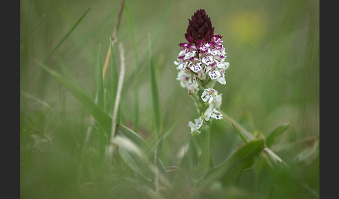 Brand-Knabenkraut (Orchis ustulata)